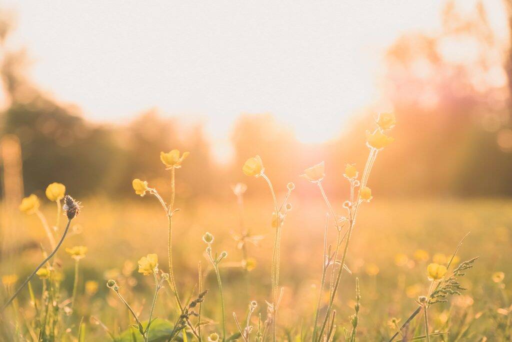 flowers in the spring sunshine