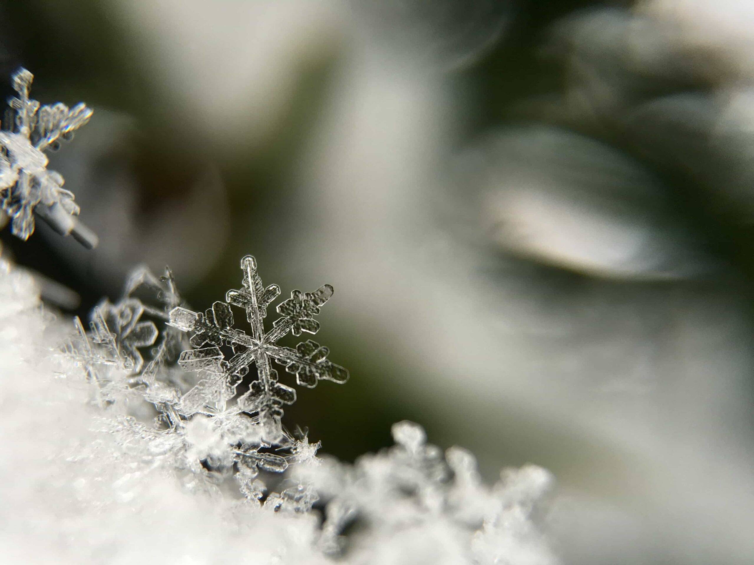 ice and snowflakes in the winter