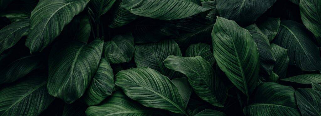 Close-up of green leaves