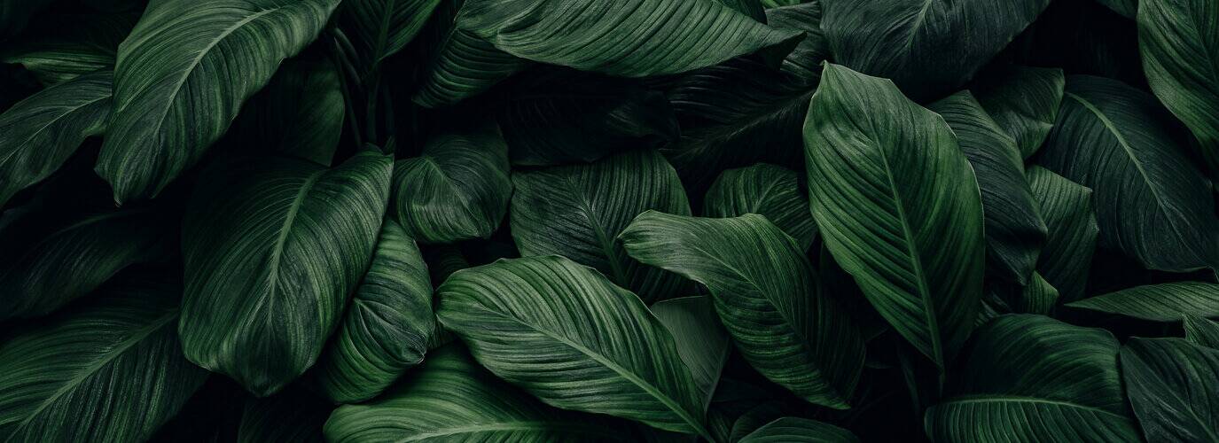 Close-up of green leaves